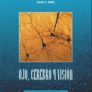 Ojo cerebro y vision.jpg