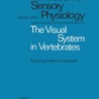 The visual system in vertebrates-s.jpg