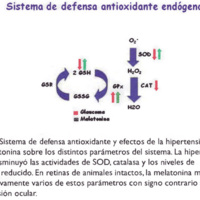 Figura 7. Sistema de defensa antioxidante y efectos de la hipertensión ocular y la melatonina sobre los distintos parámetros del sistema. La hipertensión ocular disminuyó las actividades de SOD, catalasa y los niveles de<br />
glutatión reducido. En retinas de animales intactos, la melatonina modificó significativamente varios de estos parámetros con signo contrario a la hipertensión ocular.