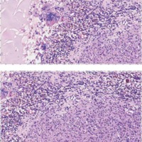 10.1_03_Levaggi_fig_6.jpg