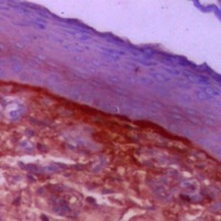 Figura 3