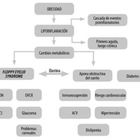 Figura 6. Cuadro que explica la lipoinflamación como resultante de la obesidad cronificada y los cambios metabólicos que genera.